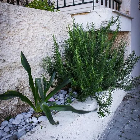 Sweet Memory * Tolón