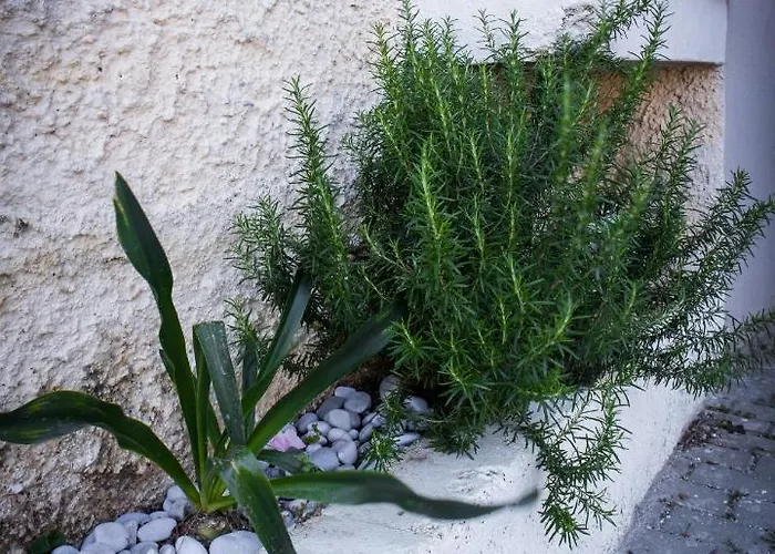 Sweet Memory * Tolón